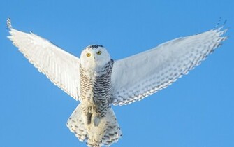 Animal Snowy Owl Wallpaper