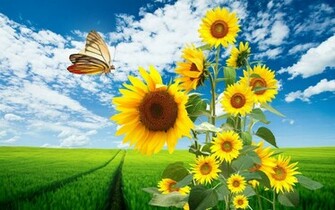 Sunflower Wallpaper