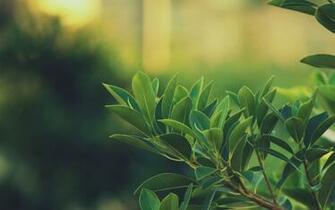 Green Tea Wallpaper