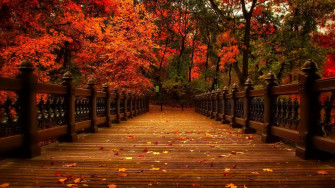 November Fall Wallpaper