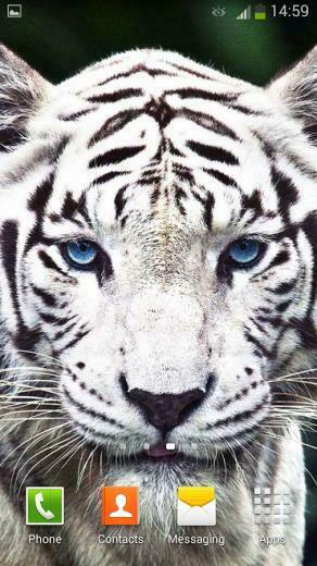 White Tiger Live Wallpaper Android Apps On Google Play