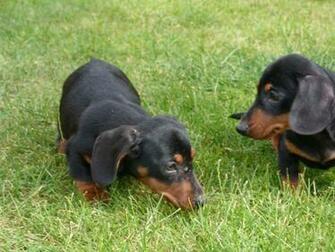 Black Dachshund Wallpaper