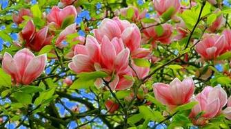 Spring Season Pictures Wallpaper