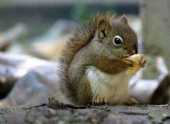 Wallpaper Squirrel Html Link X