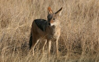 Cool Wallpaper Red Fox