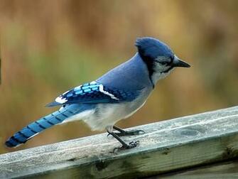 Blue Jay Bird Widescreen Wallpaper