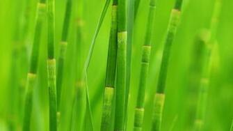Green Bamboo Wallpaper