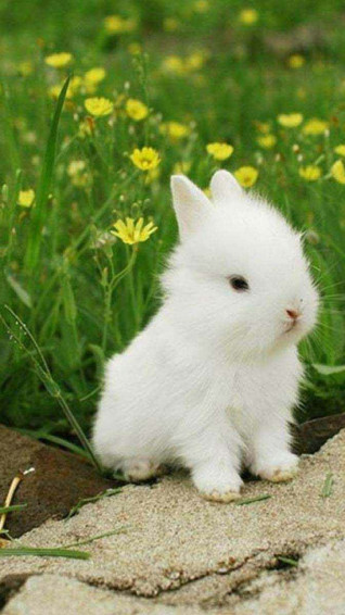 White Rabbit Wallpaper
