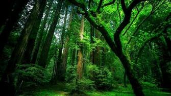 Bird Wallpaper Green Forest Animals