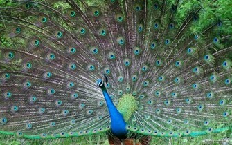 Wallpaper Animal Microsoft Exquisite Pictures