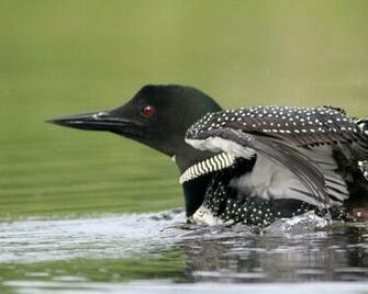 Loon Wallpaper For Computer