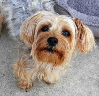 Yorkie Dog Wallpaper Android Apps On Google Play