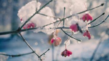 Get Flowers In The Snow Microsoft Store