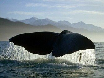 Whales HD Wallpaper All About
