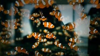Clown Fish Wallpaper Sea Life Pictures