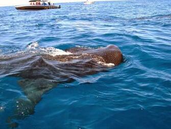 Go Back Image For Deep Sea Fishing Wallpaper