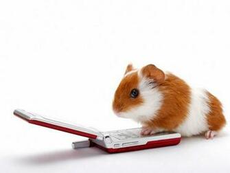 Guinea Pig With A Cellular Phone Wallpaper