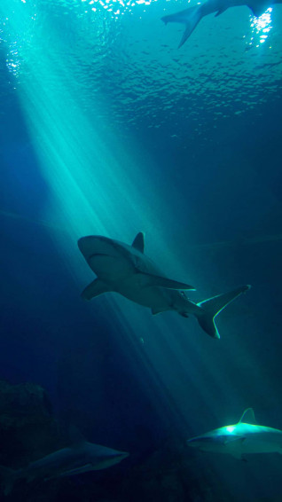 The Great Black Shark Portrait 5tc6anp96ufmkes2 Wallpaper