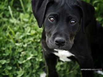 Black Lab Puppy Wallpaper