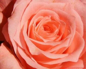High Quality Rose Wallpaper Screensavers And Background