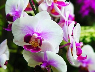 White Moon Orchid Wallpaper HD