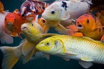 Koi Fish Wallpaper