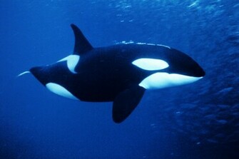 Background And Wallpaper Sharks Killer Whales Set