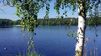 Wallpaper Lake Forest Birch Branch Desktop