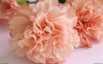 Peach Carnations W Jpg Bytes