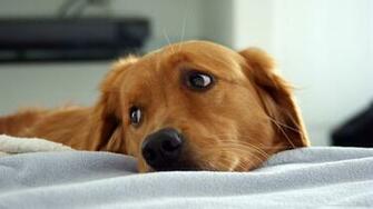 Golden Retriever Photo And Wallpaper Beautiful Sad