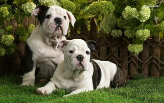 English Bulldog Puppies Wallpaper Pet And Animals