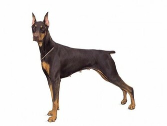 Doberman Pinscher