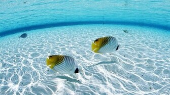 Wallpaper Animals Search Desktop Tropical Fish