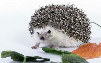 Hedgehog Wallpaper Sonic The