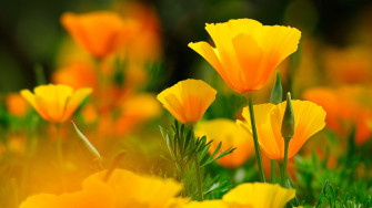 4k Flower Wallpaper