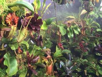 Q A With Domonick Gravine Of Redleaf Exotics Tom S Carnivores