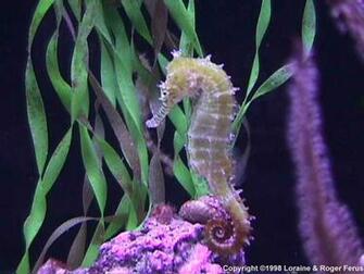 Return To Seahorse Sea Background Wallpaper Animal Scoop Billy