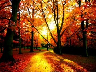 Fall Wallpaper Cynthia Selahblue Cynti19