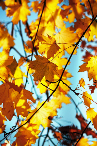Autumn Leaf Wallpaper