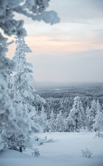 Winter Aesthetic Wallpaper For Phone Snow Covered Tree
