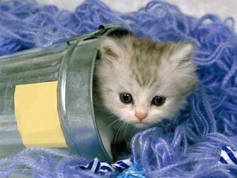 Cute Cat Wallpaper HD Background Desktop