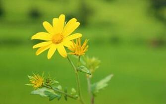 Yellow Flower Wallpaper Share Online