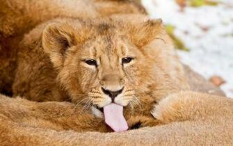 Lion Cub Wallpaper