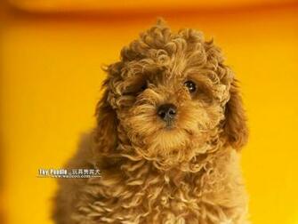 Cuddly Puppies Toy Poodle Puppy Wallpaper Lovable