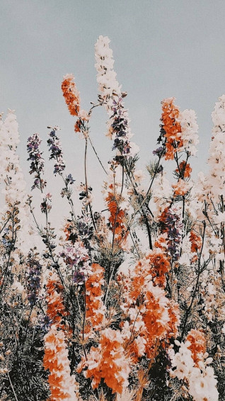 Flower Aesthetic Wallpaper