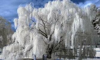 Weeping Willow Wallpaper