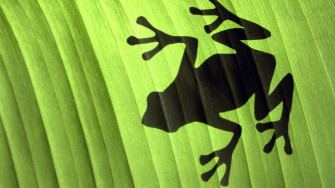 Frog Wallpaper