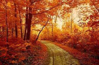 Autumn Forest Morning Mist Wallpaper Themes