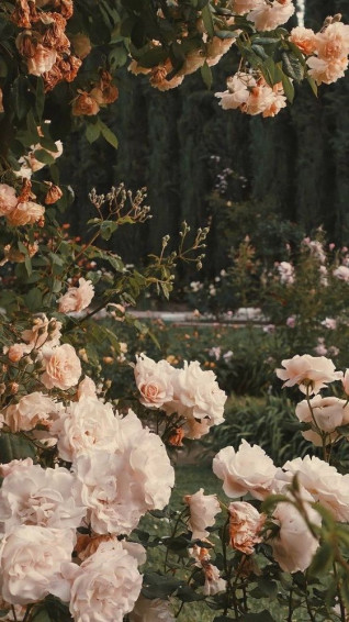 Cottagecore Aesthetic Wallpaper Options For A Dreamy World In