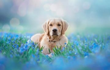 Wallpaper Look Face Light Flowers Nature Pose Background